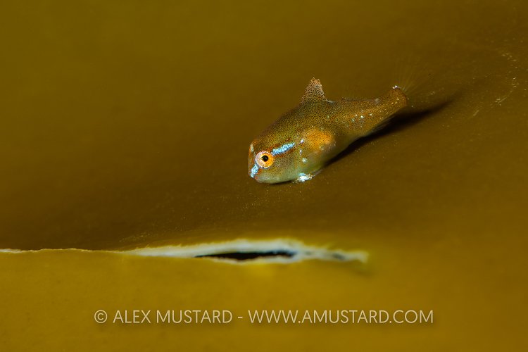Juvenile Lumpsucker, UK