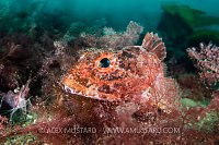 Scorpionfish In Seaweed, UK