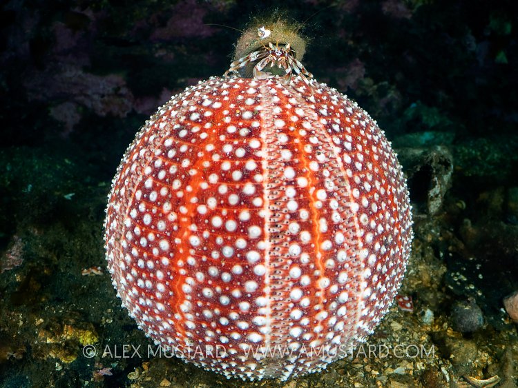 Hermit Crab On Urchin, UK