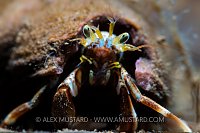 Hermit Crab, UK