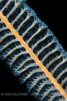 Polyps Of Sea Pen, UK
