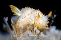 Nudibranch On Bryozoans, UK