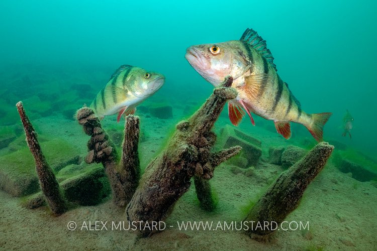 Perch Over Stumps, UK