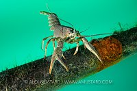 Signal Crayfish Balance, UK