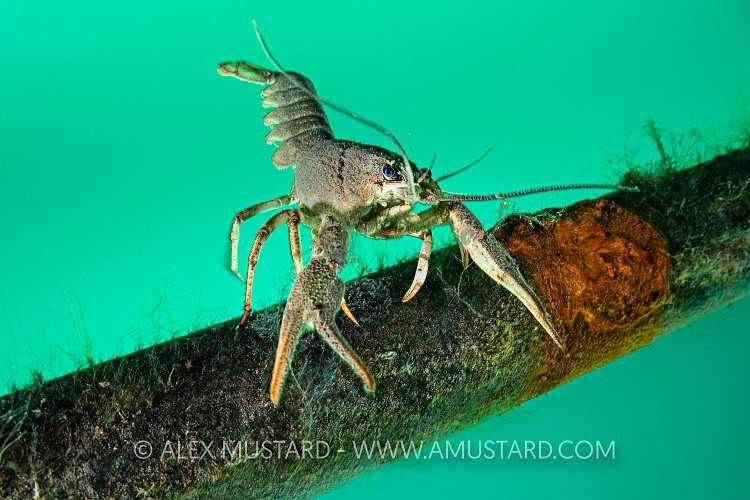 Signal Crayfish Balance, UK
