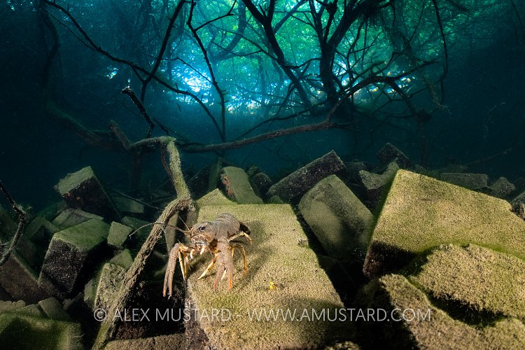 Crayfish On Bricks, UK