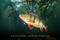Perch Beneath Branches, UK
