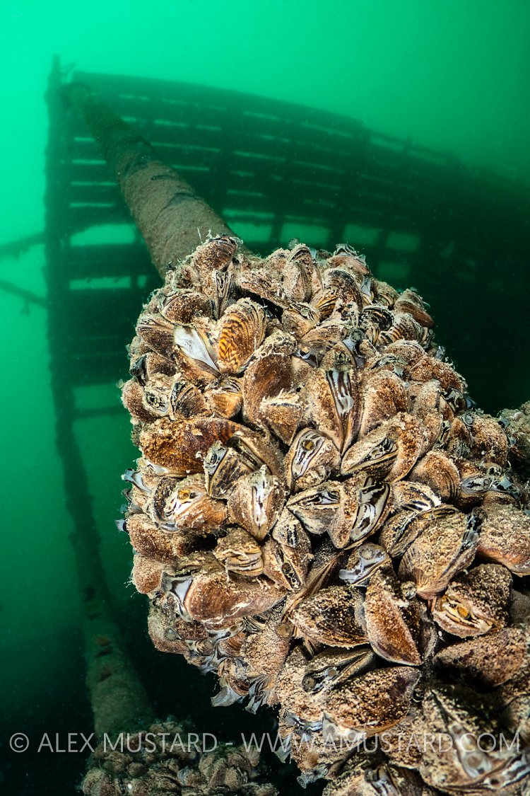 Zebra Mussels, UK