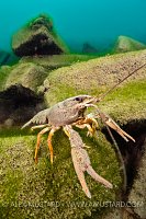 Crayfish On Bricks, UK