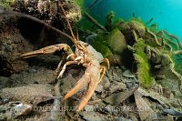 Crayfish On The Prowl, UK