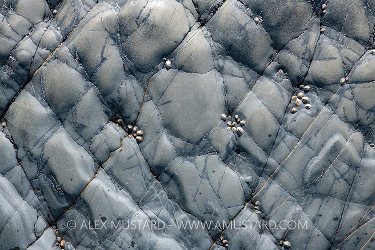 Limpets On Rocks, UK