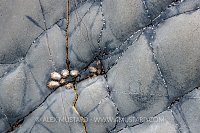 Limpets On Rocks, UK