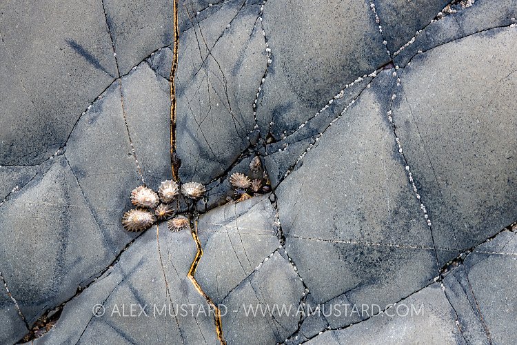 Limpets On Rocks, UK