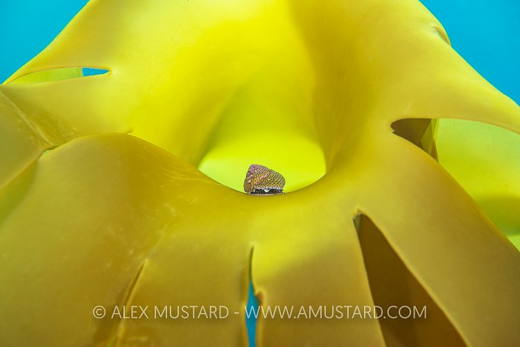 Topshell On Kelp, UK