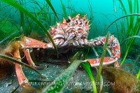 Spider Crab In Seagrass, UK