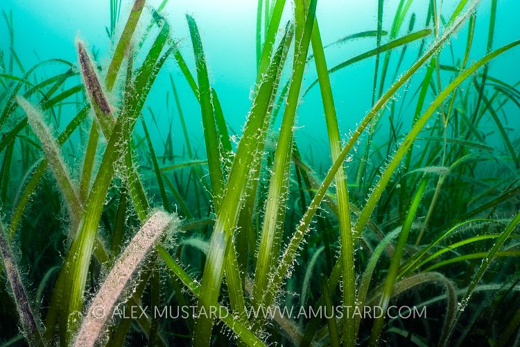 Sea Grass Leaves, UK