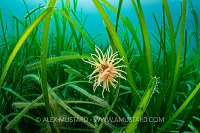 Anemone In Sea Grass, UK
