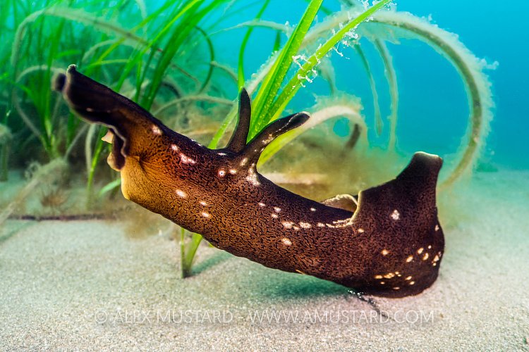 Seahare In Seagrass, UK