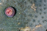 Snail On Bryozoan, UK