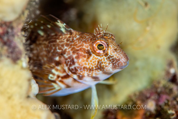 Variable Blenny, UK