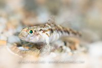 Sand Goby Portrait, UK