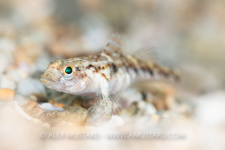Sand Goby Portrait, UK