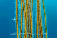 Stalked Jellyfish On Seaweed, UK