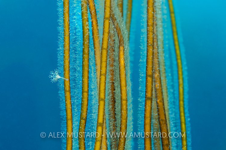 Stalked Jellyfish On Seaweed, UK