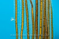 Stalked Jellyfish On Seaweed, UK