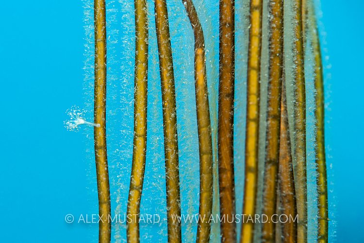 Stalked Jellyfish On Seaweed, UK