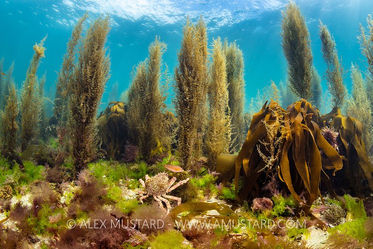 Shallow Water Scene, UK