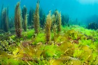 Shallow Water Seaweed Scene, UK