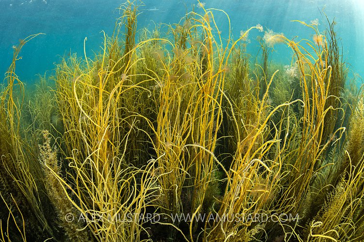 Shallow Water Scene, UK