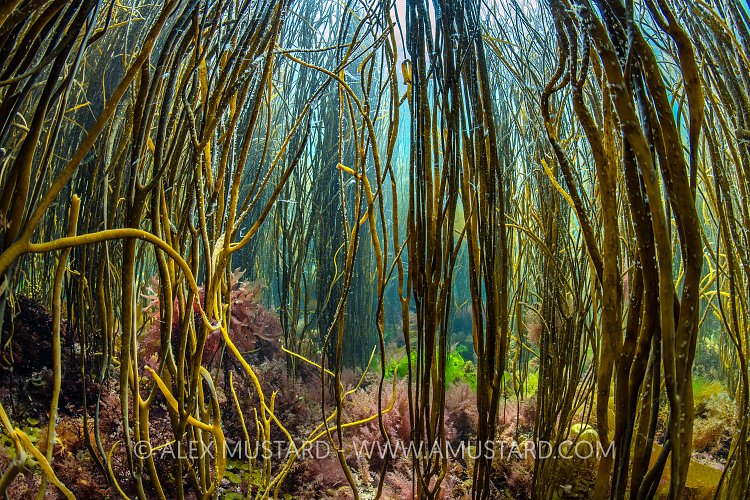 Spaghetti Weed Forest, UK