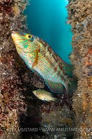 Spawning Corkwing Wrasse, UK