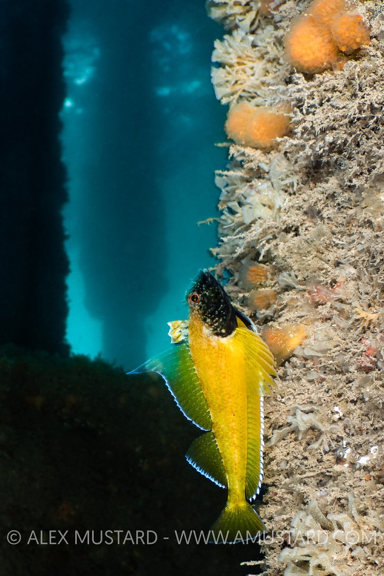 Black Faced Blenny, UK