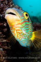 Male Corkwing Wrasse, UK