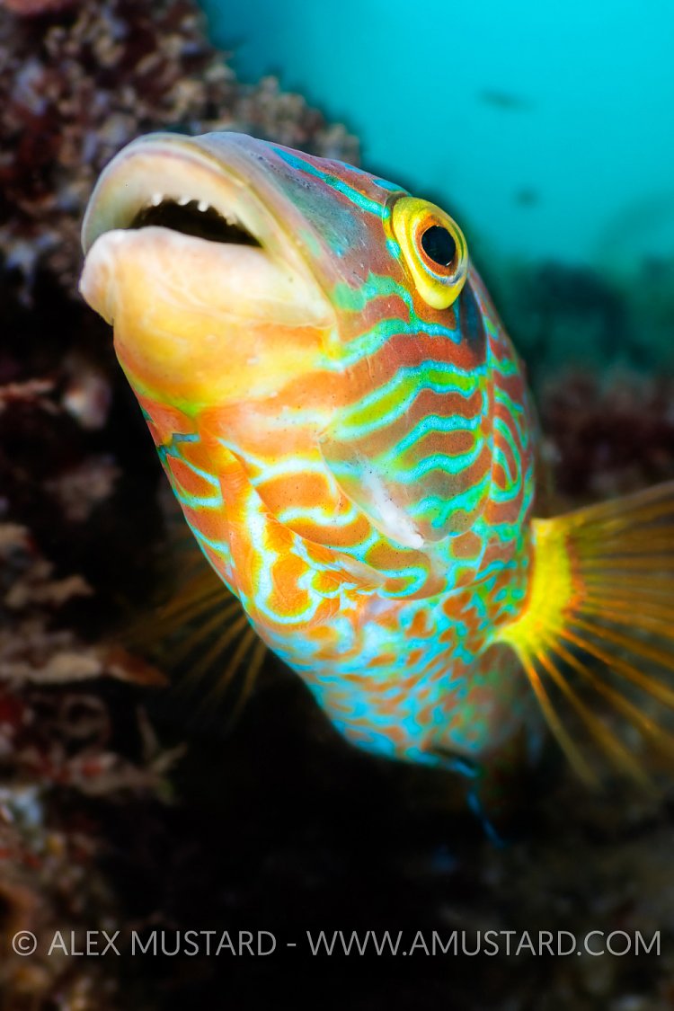 Male Corkwing Wrasse, UK
