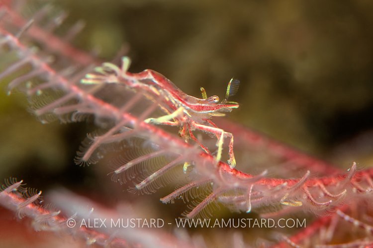 Feather Star Shrimp, UK