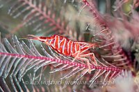 Feather Star Shrimp, UK
