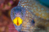 Moray Portrait, Jordan