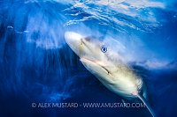 Reef Shark Dreams, Bahamas