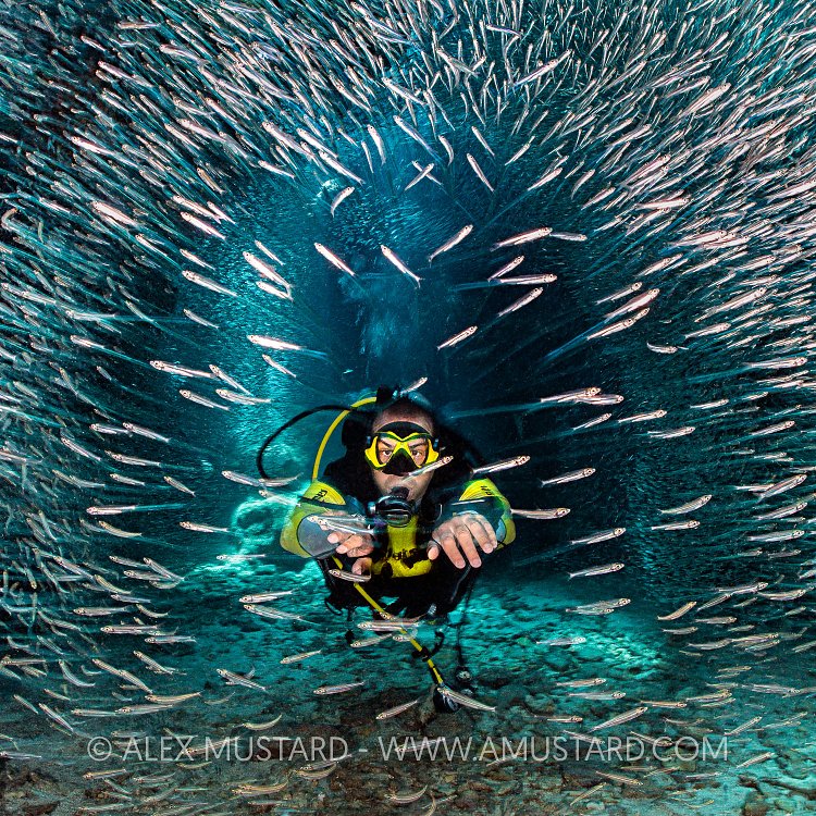 Swimming Through Silversides, Cayman Islands