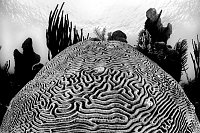 Monochrome Brain, Cayman Islands