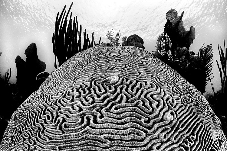 Monochrome Brain, Cayman Islands