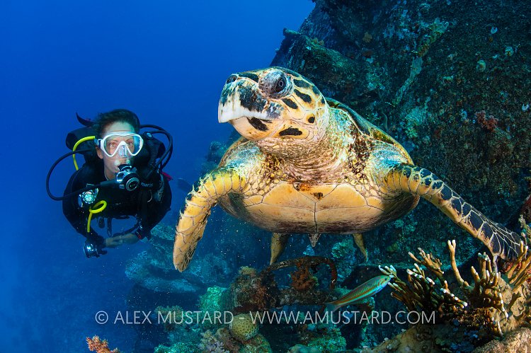 Turtle Encounter, Egypt