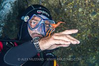 Shrimp Cleaning Hand, Italy