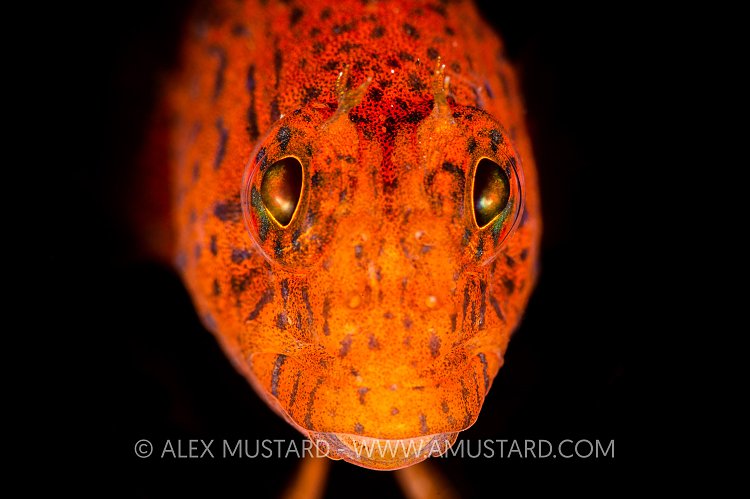 Colourful Blenny, Italy