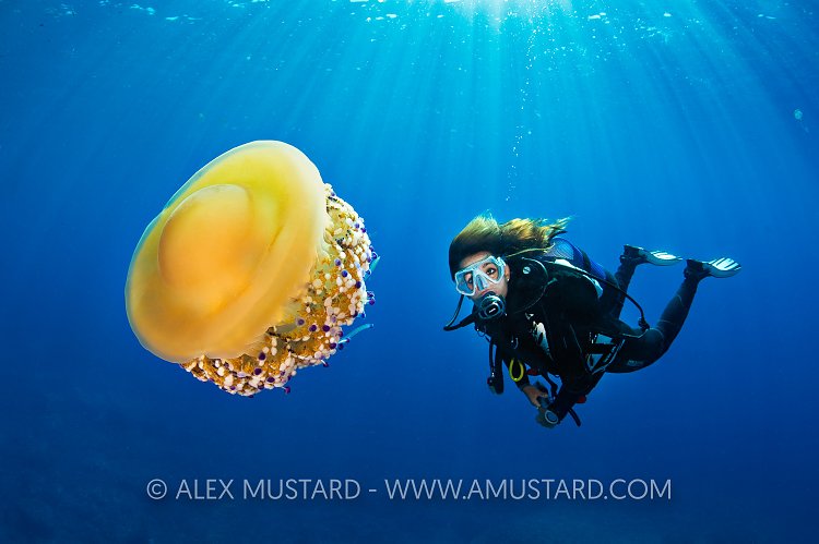 Diver Meets Jellyfish, Italy