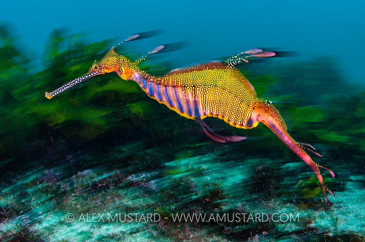 Speeding Seadragon, Australia